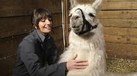 Click to watch 'Skunks and Llamas' (popup) Animal Control